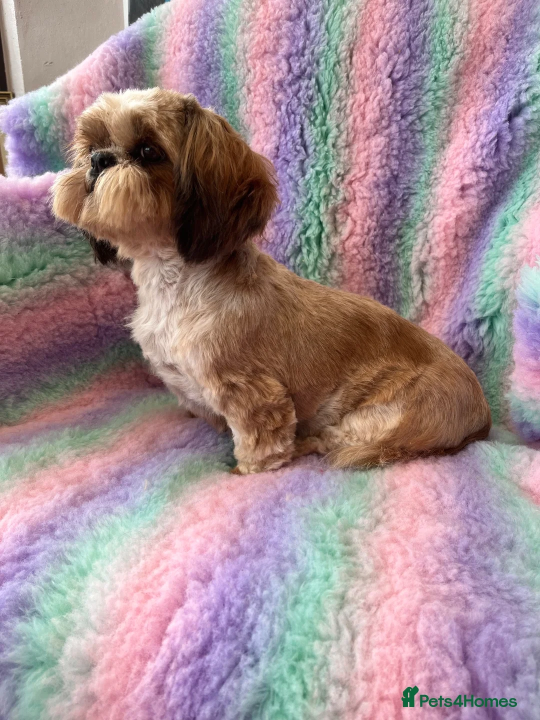 Shih Tzu dogs for sale: Sweet ShihTzu female - Advert 6