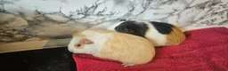 Guinea Pig rodents for sale: 2 6 month old female  - Advert 6