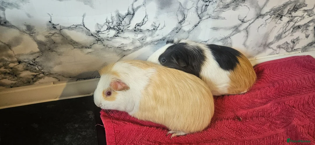 Guinea Pig rodents for sale: 2 6 month old female  - Advert 6