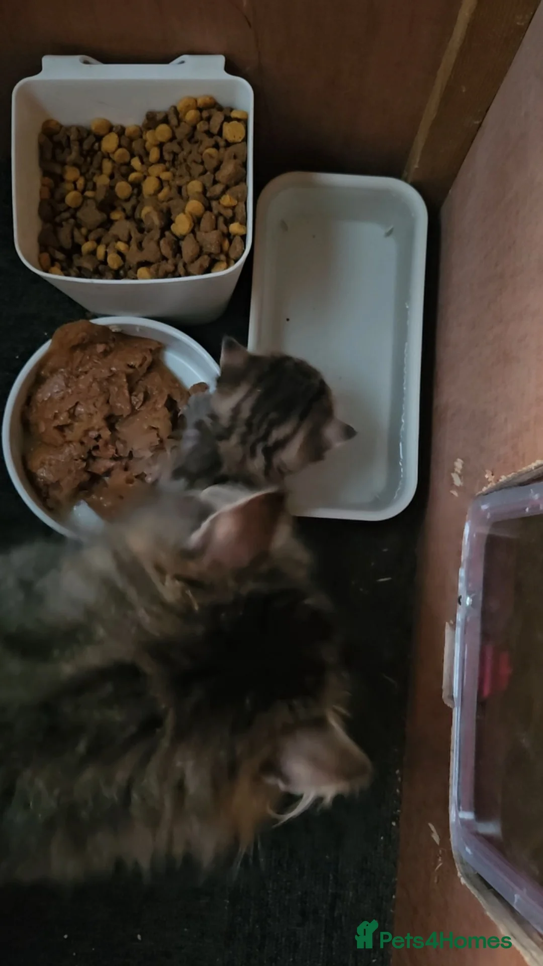 Siberian cats for sale: Pedigree Siberian female kitten - Advert 1
