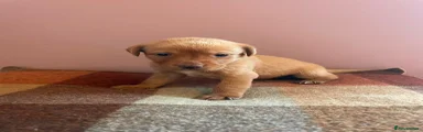 Labrador Retriever 3 