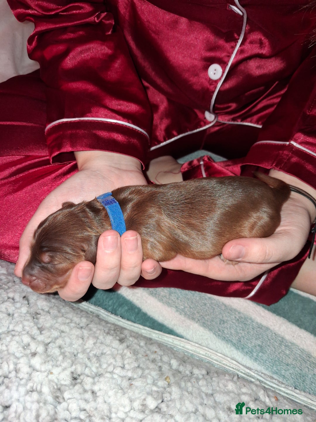 Cockapoo dogs for sale: Cockapoo puppies F2 - Advert 17