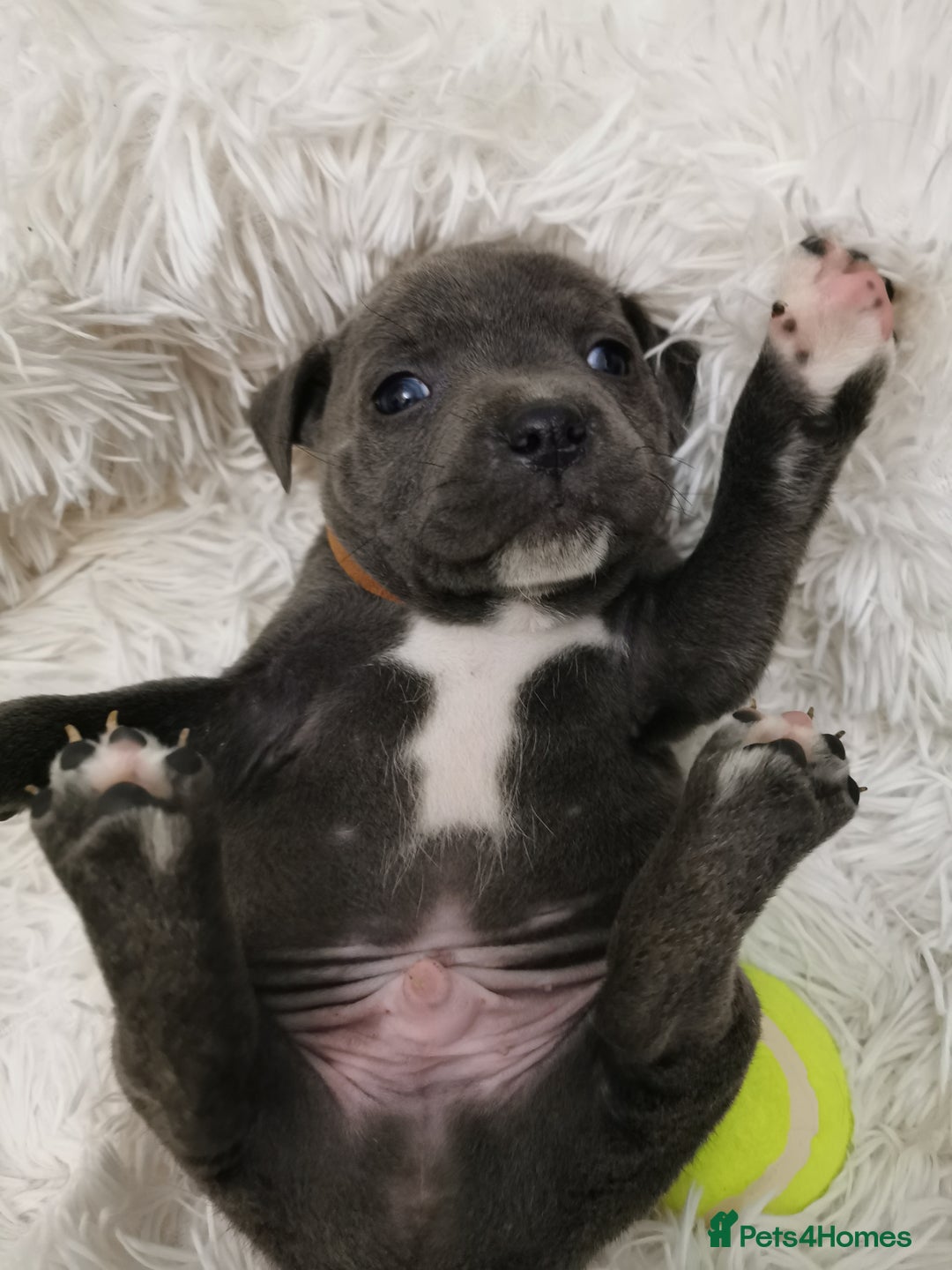 Staffordshire Bull Terrier dogs for sale: Staffordshire Bull Terrier puppies for sale  - Advert 35