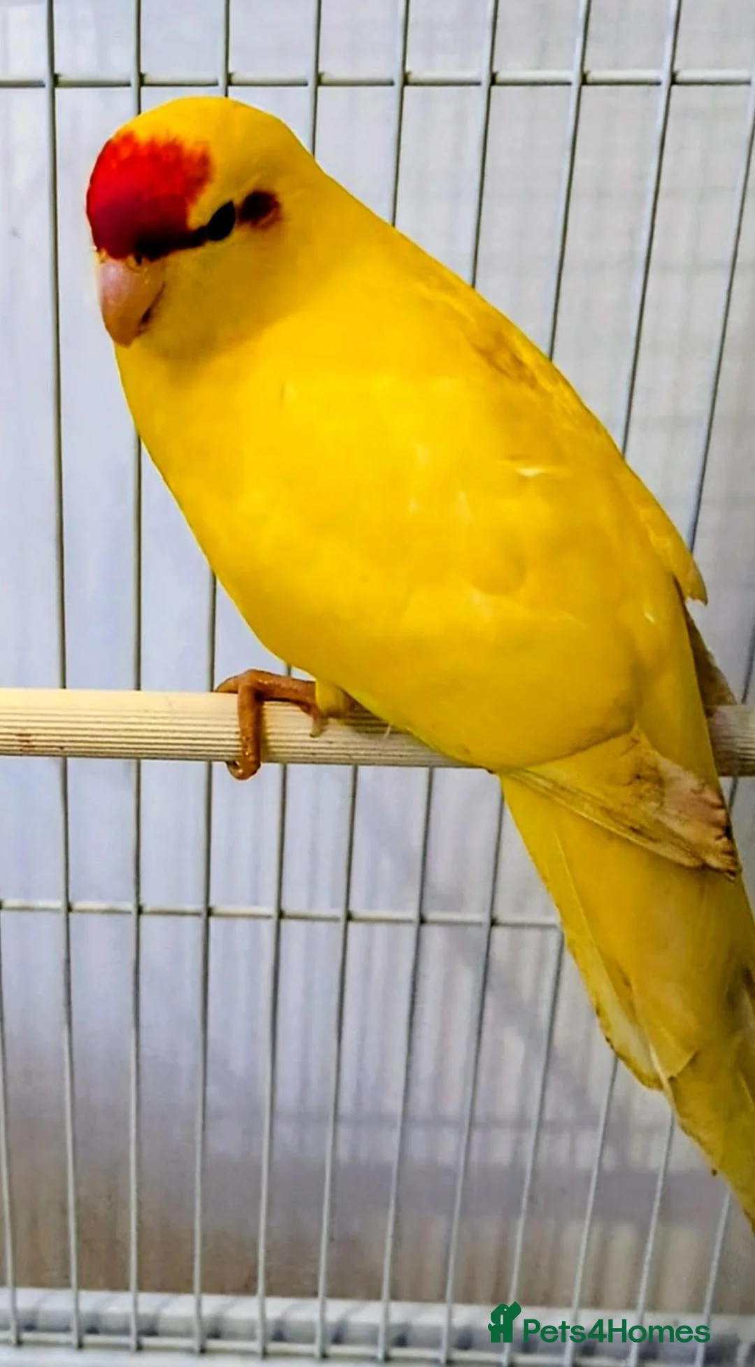 Cockatiels birds for sale: Kakariki for sale  in Clitheroe - Advert 2