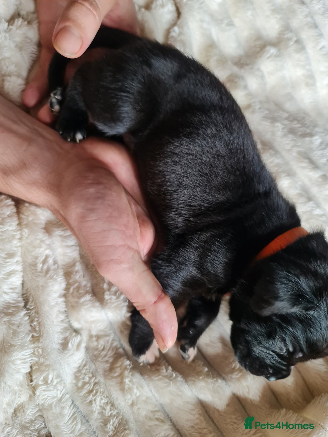 Cane Corso dogs for sale: Cane corso puppies  - Image 4