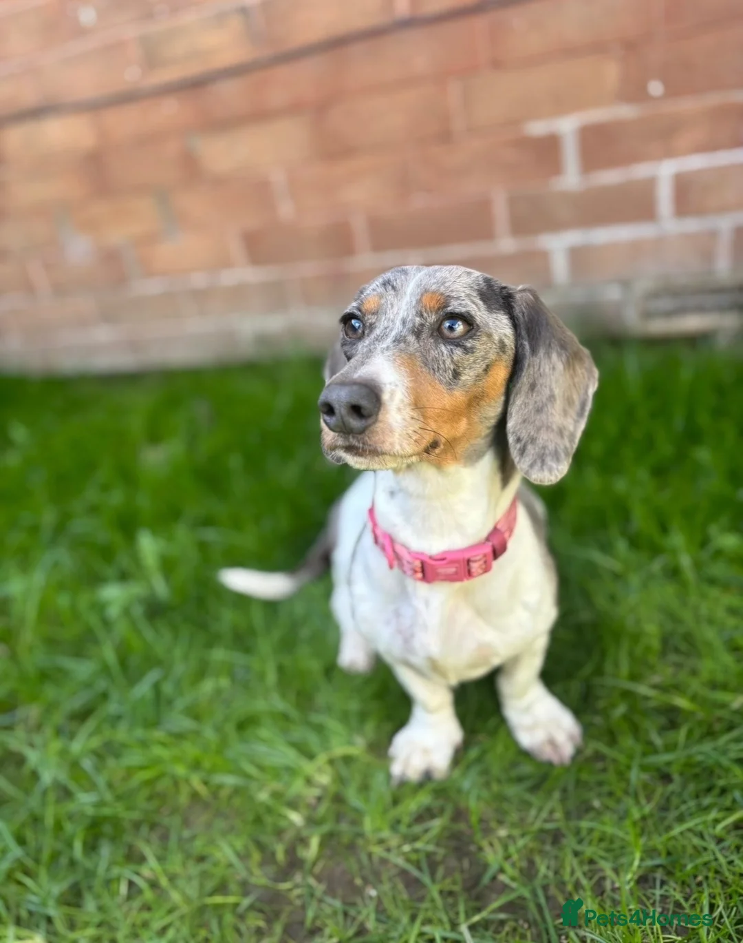 Miniature Dachshund dogs for sale: Pied dapple Miniature dachshund  in Knottingley - Advert 3