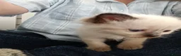 Ragdoll cats for sale: GCCF Registered ragdoll kittens available 28 Aug.  in Lincoln - Advert 14