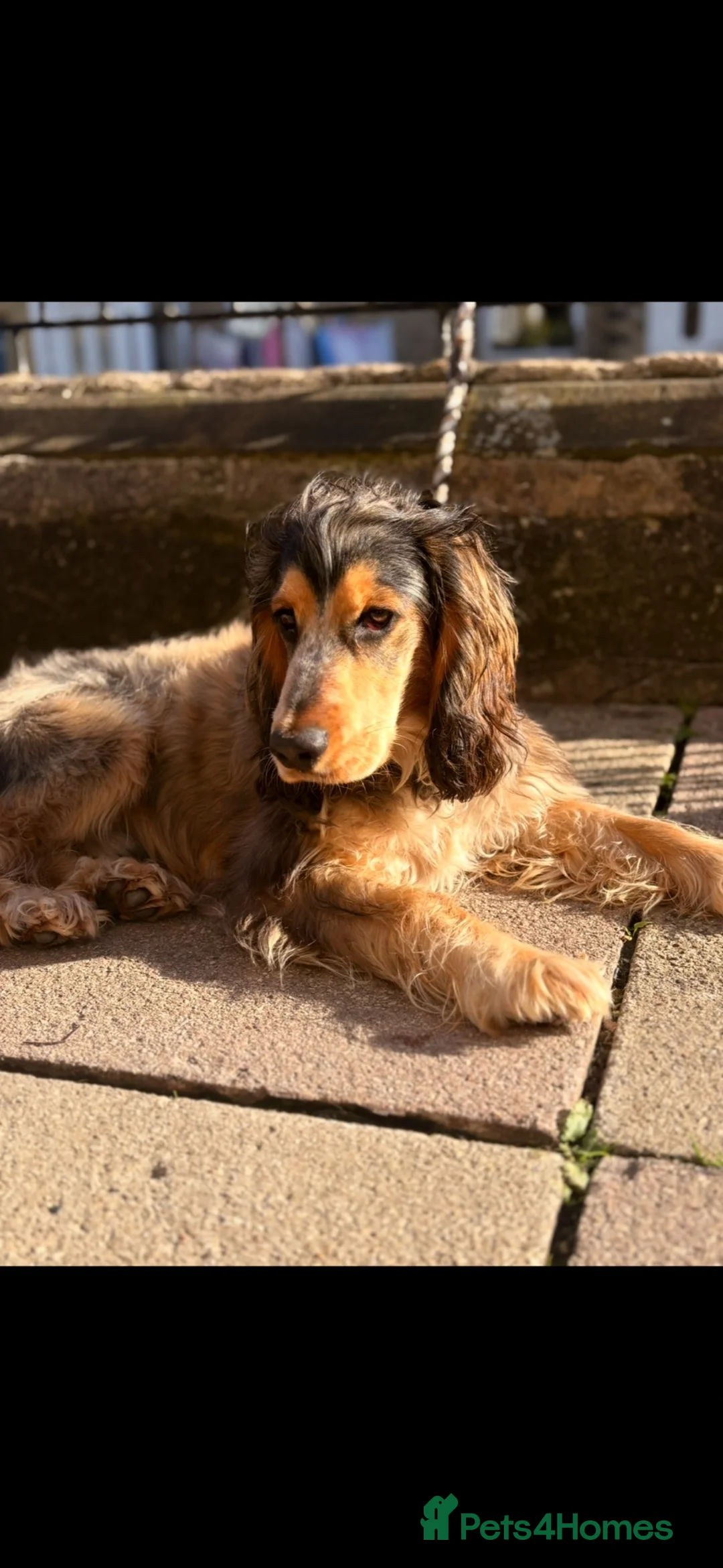 Cocker Spaniel dogs for stud: KC BLACK SABLE SHOW COCKER SPANIEL–STUD AVAILABLE  in Halifax - Advert 1