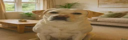 Labrador Retriever dogs for sale: 🐾 Labrador Pups 🐾 - Advert 26