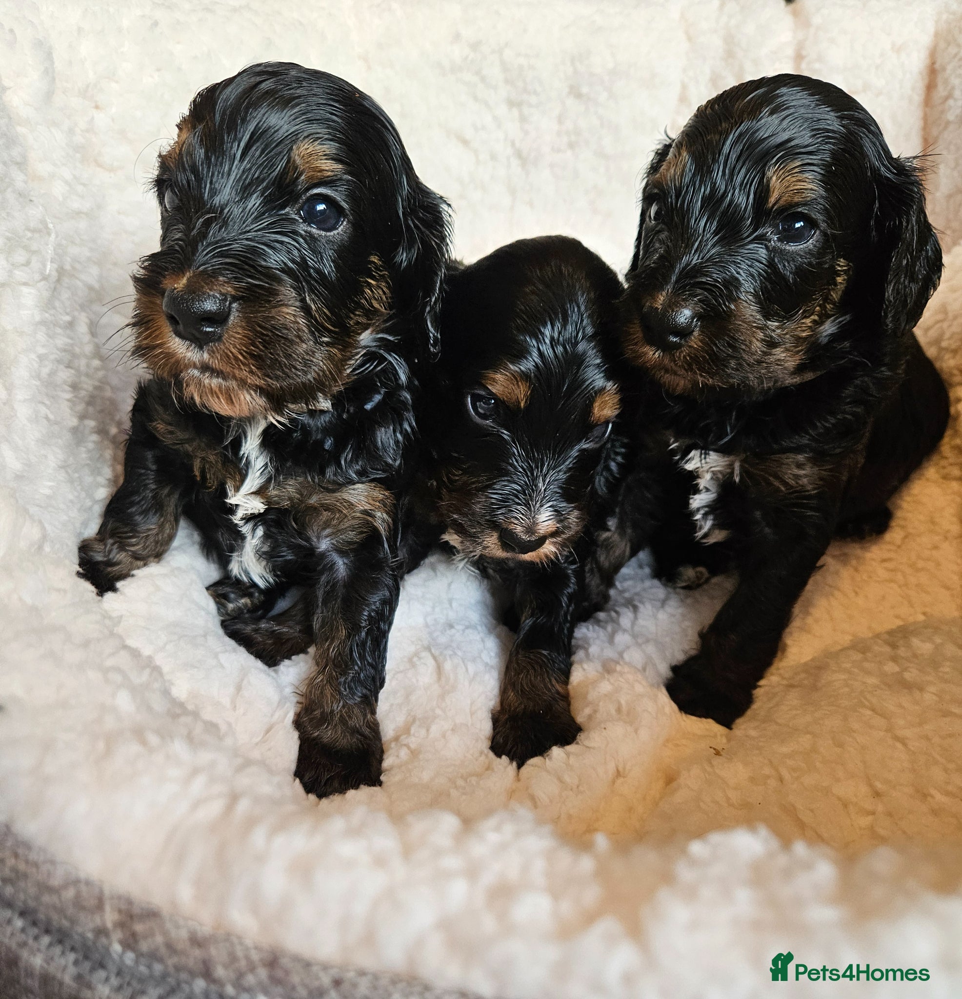 Cockapoo dogs Licensed insured breeder! Show-type cockapoo boys - Advert 2