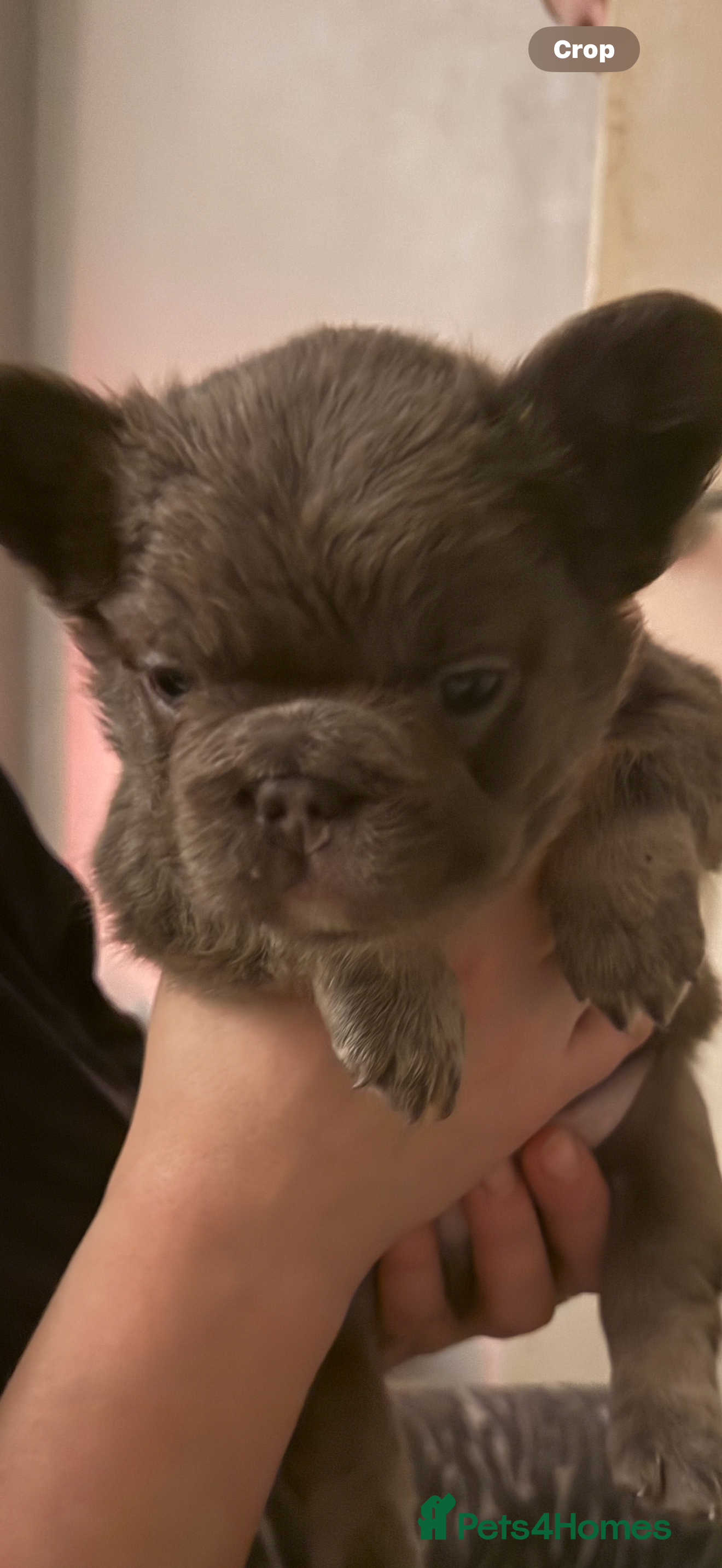 French Bulldog dogs French bulldog - Advert 3