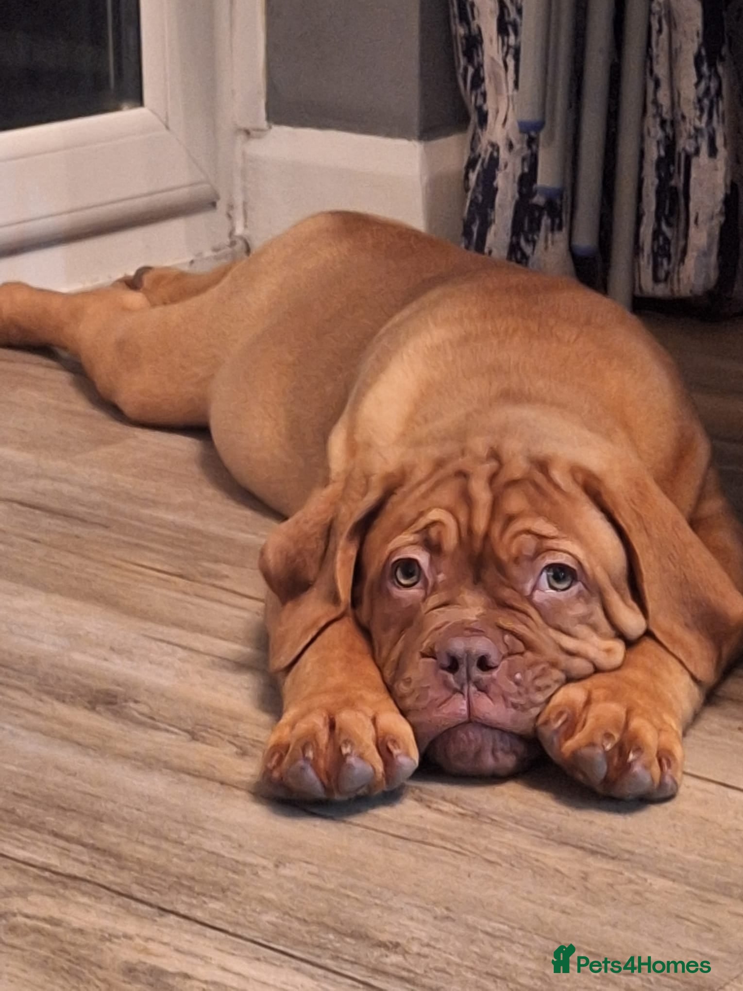 Dogue De Bordeaux dogs for sale: READY TO LEAVE! Stunning Dogue De Bordeaux Puppies - Advert 1