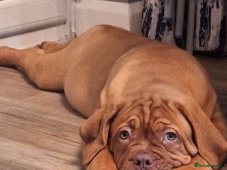 Dogue De Bordeaux dogs for sale: READY TO LEAVE! Stunning Dogue De Bordeaux Puppies - Advert 1