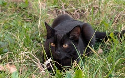 British Shorthair cats for sale: Beautiful  - Image 2