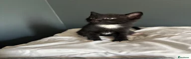 Domestic Shorthair Kitten 3