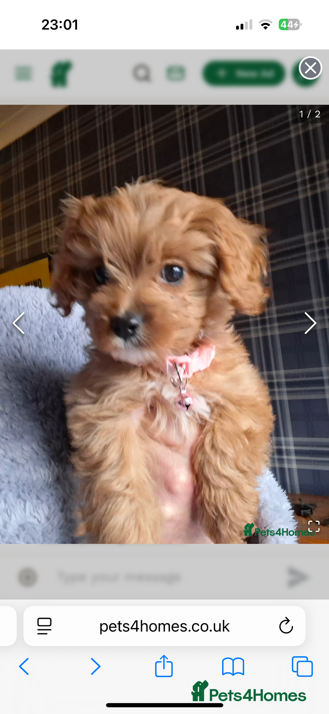 Cavapoo dogs for sale: Cavapoo puppy- needs a new home  - Advert 4