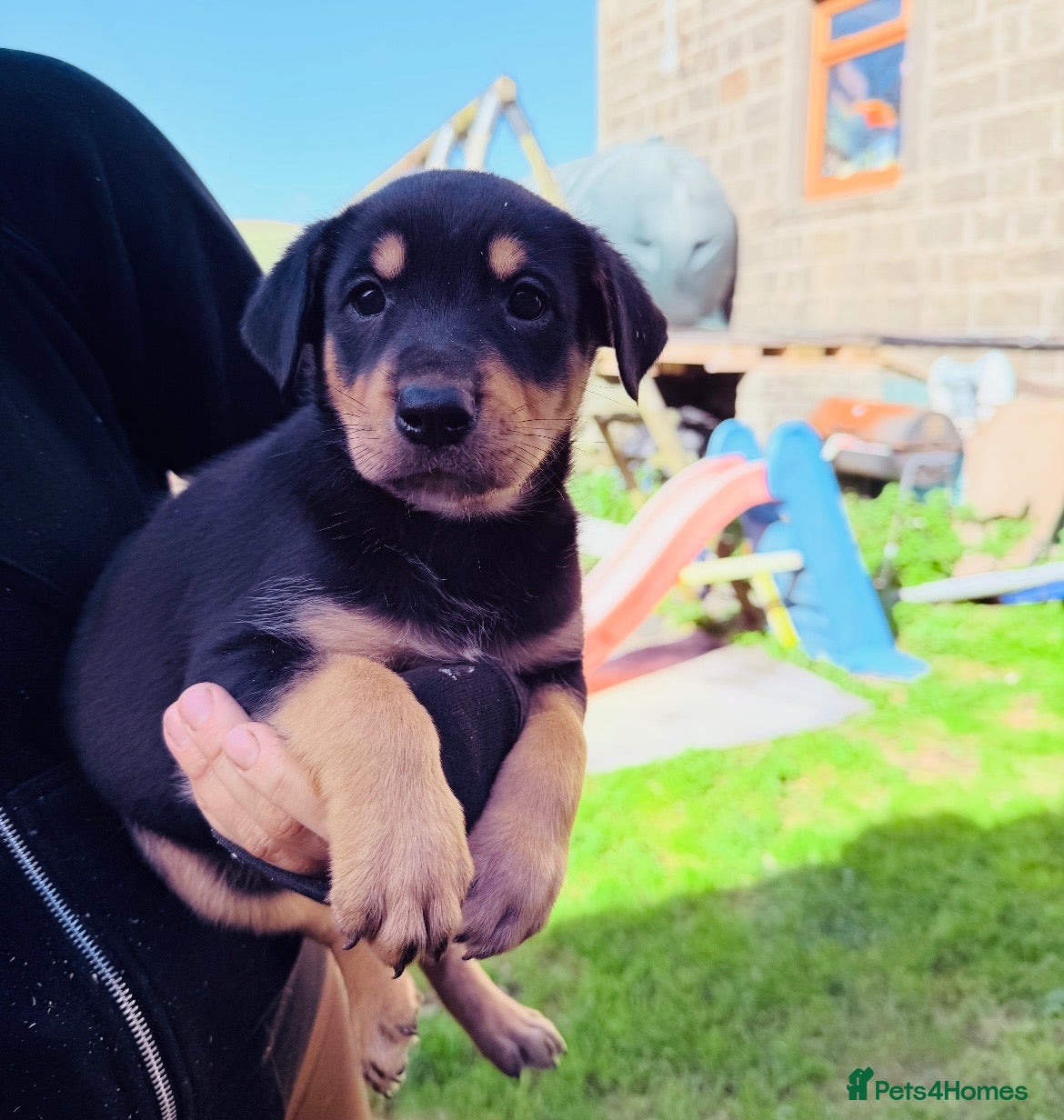 Rottweiler dogs 5 Beautiful Rottweiler X puppies  - Advert 1