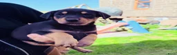 Rottweiler dogs for sale: 5 Beautiful Rottweiler X puppies  - Advert 1
