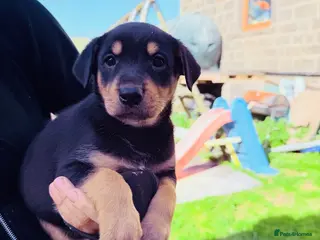 Rottweiler dogs 5 Beautiful Rottweiler X puppies - Advert 10