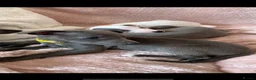 Whippet dogs for sale: Blue Kennel Club Registered Whippet pups - Advert 14