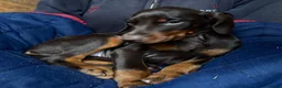Dobermann dogs for sale: Gorgeous Doberman Puppies  - Advert 6