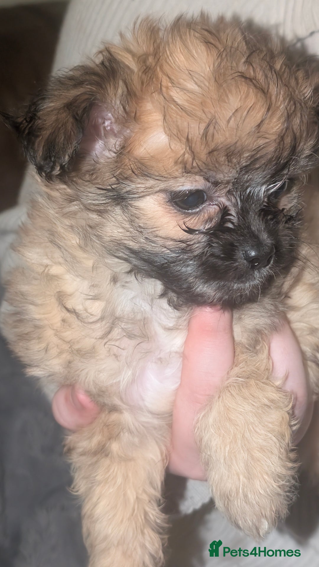 Cava Tzu dogs for sale: 3 cav tzu pups 9 week old - Advert 5
