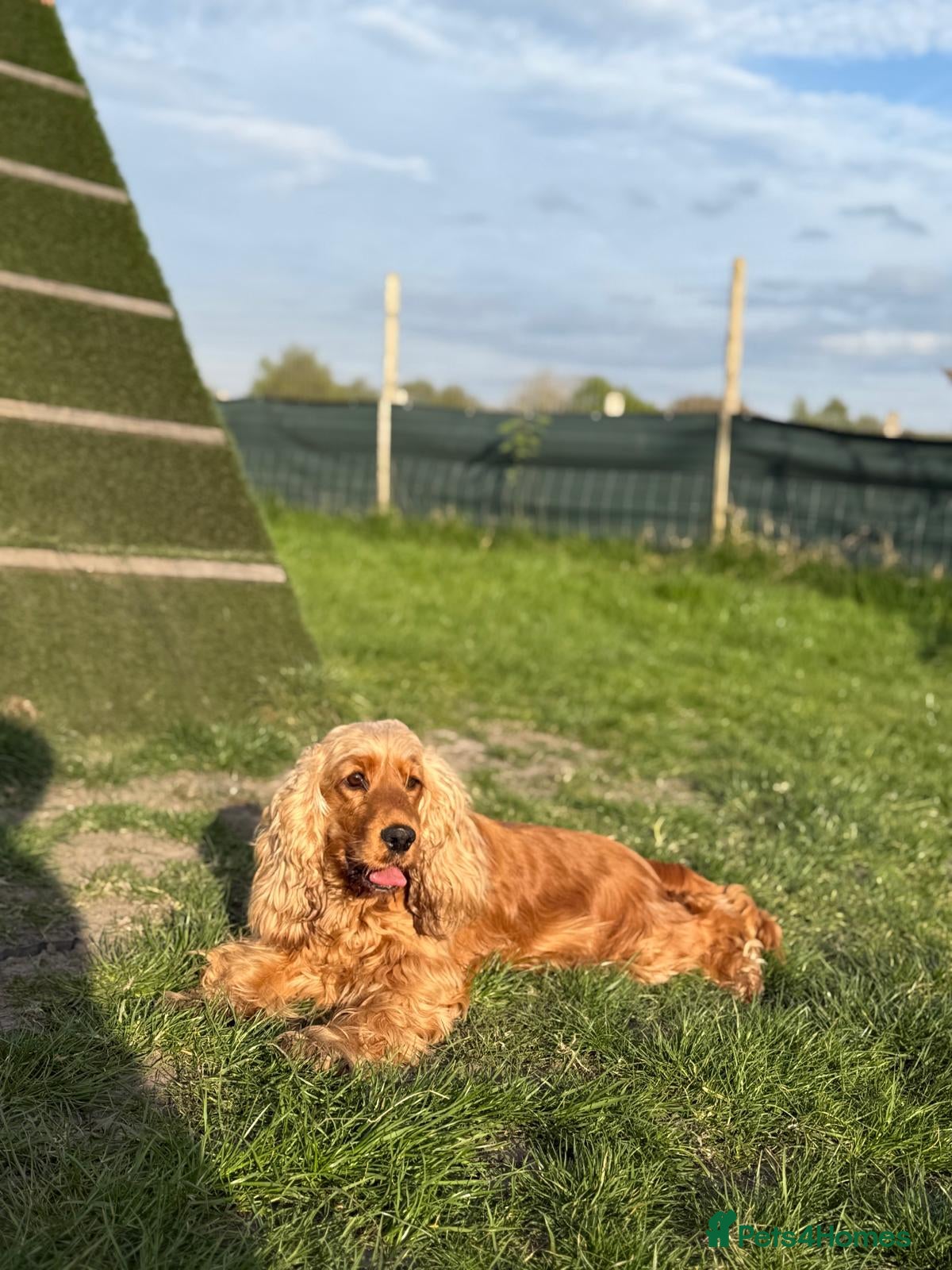 Cocker Spaniel dogs KC Registered Golden show cocker spaniel - Advert 2