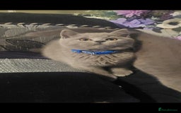 British Shorthair cats for sale: GCCF BSH Kittens pet homes only  - Image 19