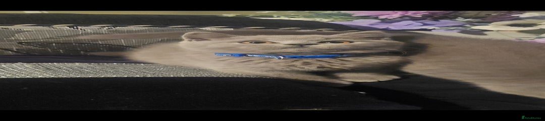 BSH KITTEN 3 BLUE COLLAR 