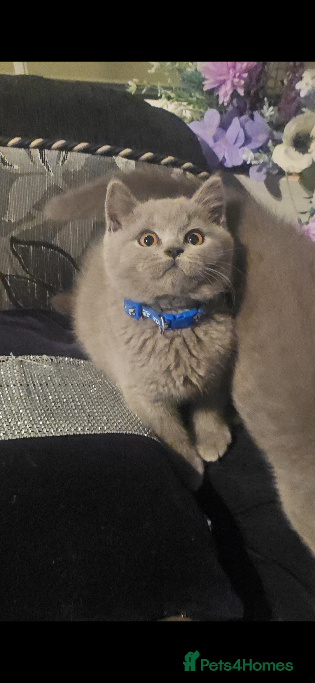 British Shorthair cats for sale: GCCF BSH Kittens pet homes only  - Image 19