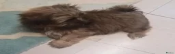 Shih Tzu dogs for sale: Pretty  girl  Shih Tzu in Boston - Advert 5