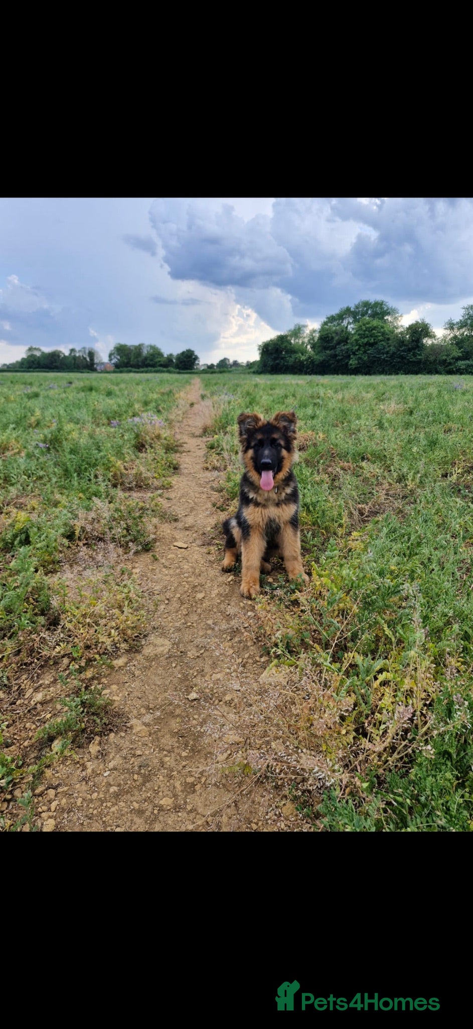 German Shepherd dogs George is  looking for his forever home .  - Advert 11