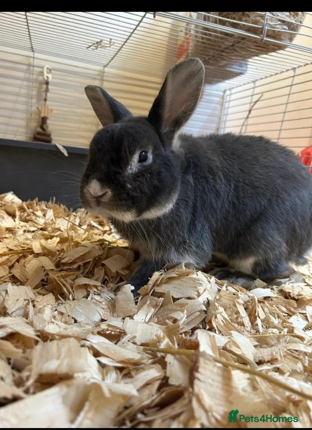 Mixed Breed rabbits for sale: Ivy needs new home  - Advert 1