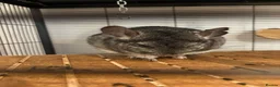 Chinchilla rodents for sale: Father and son chinchillas  in Wickford - Advert 2