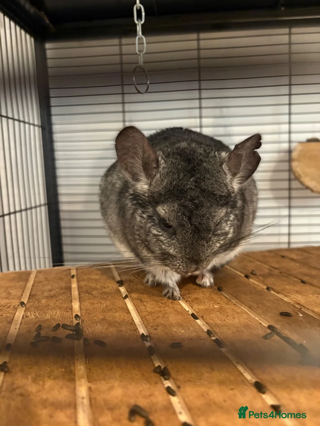 Chinchilla rodents for sale: Father and son chinchillas  in Wickford - Advert 2