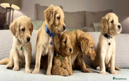 Goldendoodle dogs for sale: Hereditary clear mum. Fully hip elbow and DNA Dad. - Image 17