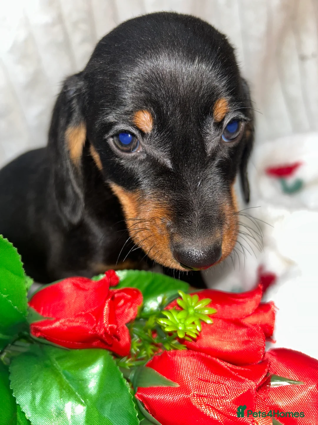 Miniature Dachshund dogs for sale: Miniature dachshund  - Advert 18