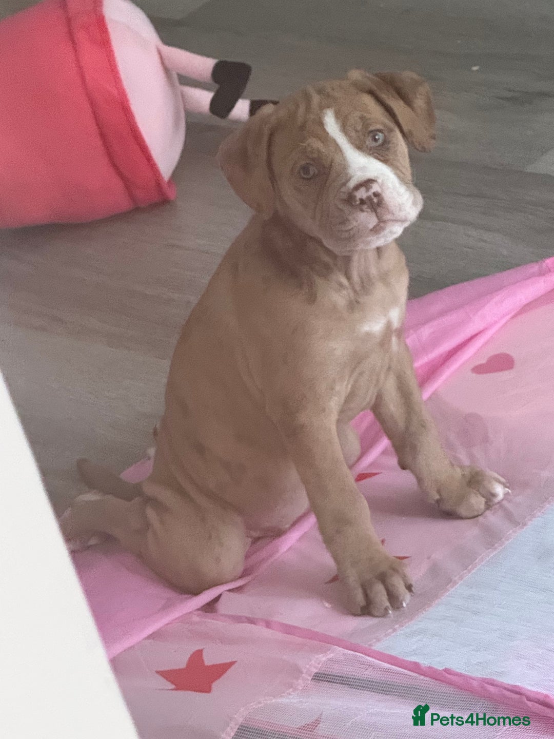 Olde English Bulldogge dogs for sale: Effie  - Advert 9