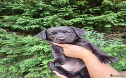 Labrador Retriever dogs for sale: Kc labrador puppies in Much Wenlock - Image 30