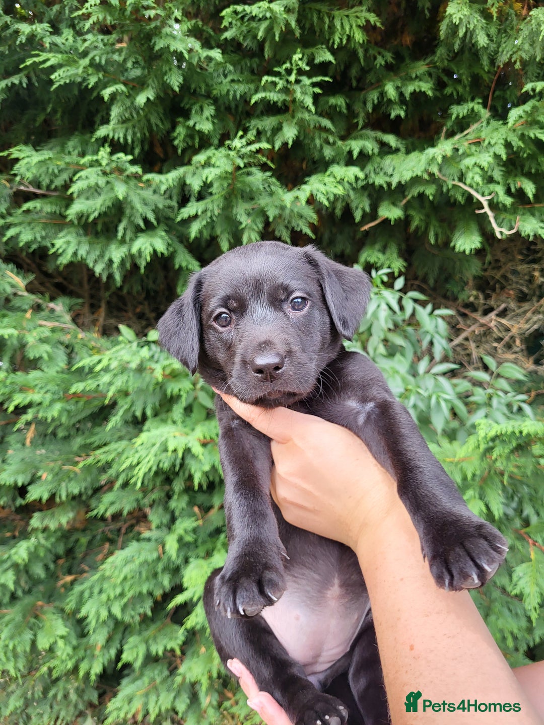 Labrador Retriever dogs for sale: Kc labrador puppies in Much Wenlock - Image 30