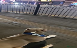 Mixed Breed dogs for sale: Caine corso/ American bully 10 weeks - Advert 37