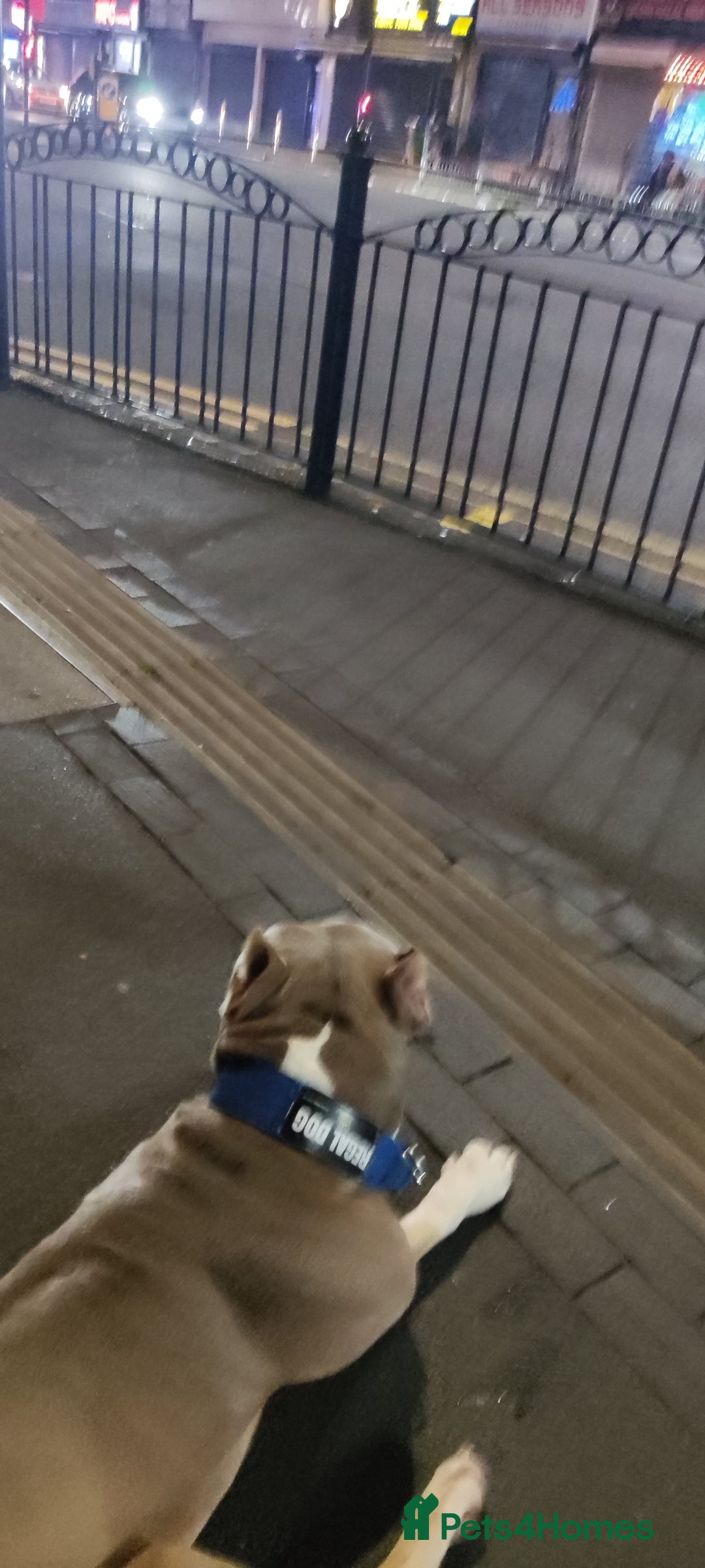 Mixed Breed dogs for sale: Caine corso/ American bully 10 weeks - Advert 37