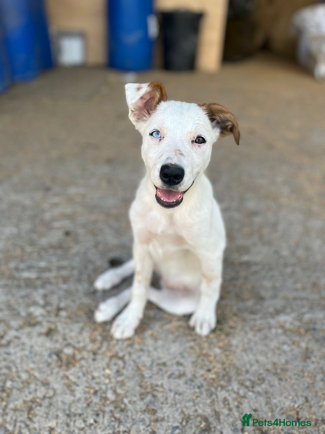 Border Collie dogs for sale: Border collie puppies.  - Image 1