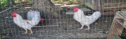 Chickens poultry for sale: 3 x Cockerels  - Advert 1