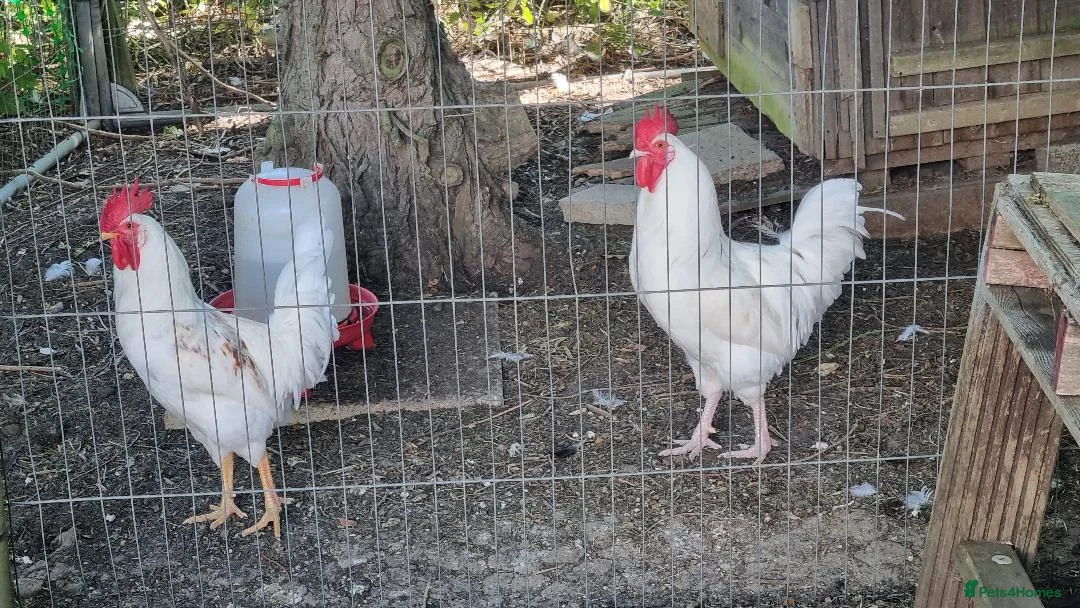 Chickens poultry for sale: 3 x Cockerels  - Advert 1
