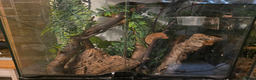 Gecko reptiles for sale: Crested gecko  - Advert 2