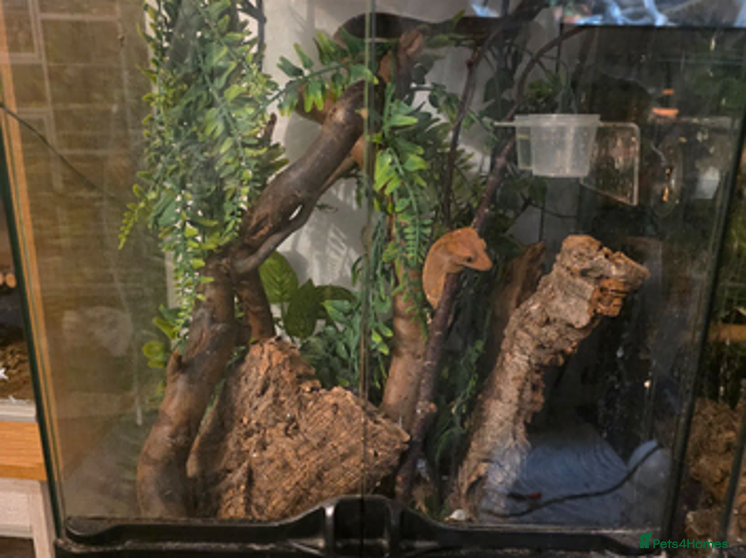 Gecko reptiles for sale: Crested gecko  - Advert 2