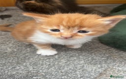 Domestic Shorthair cats for sale: Beautiful kittens ❤️❤️ - Image 9