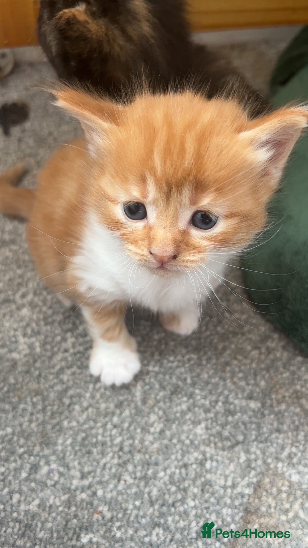 Domestic Shorthair cats for sale: Beautiful kittens ❤️❤️ - Image 9