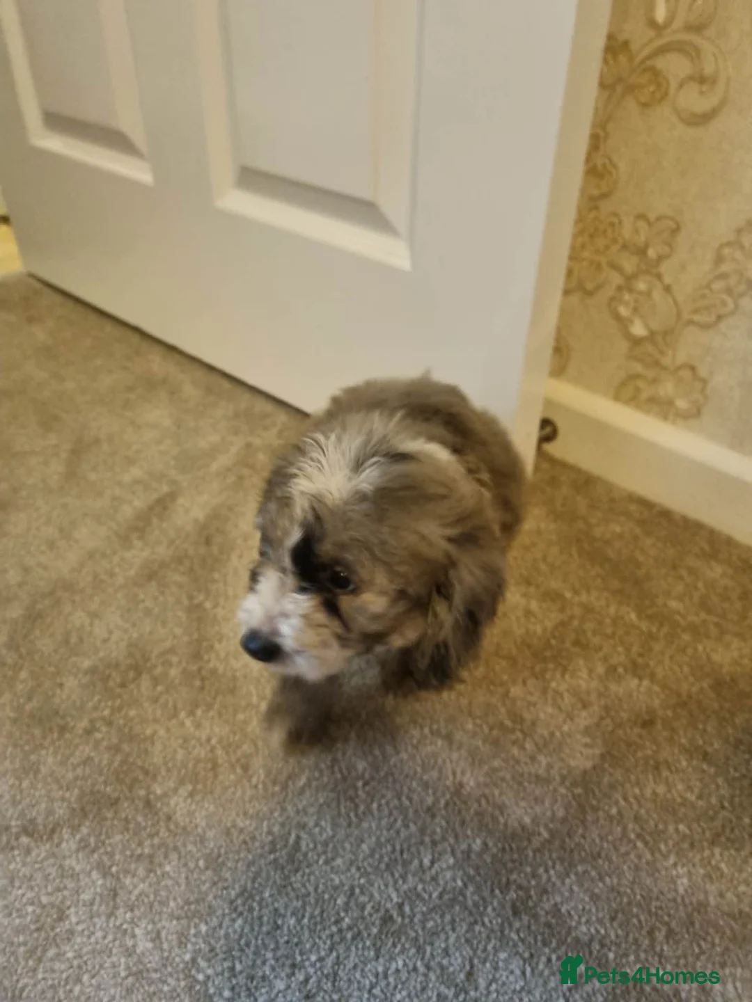 Cockapoo dogs for sale: Beautiful cockapoo  - Advert 10